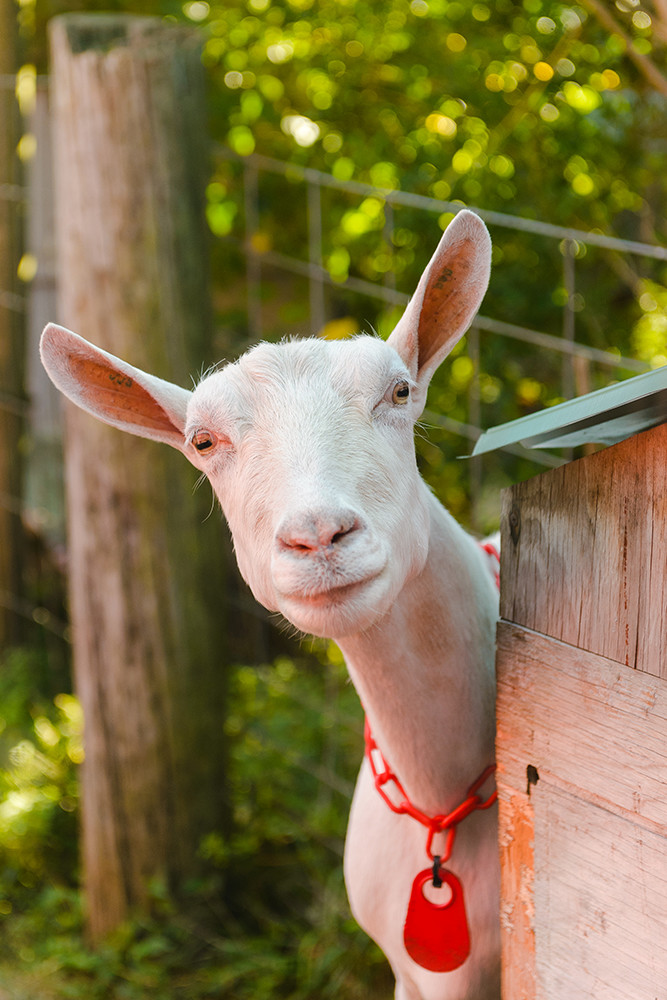 The goats at Reynold's Barn produce milk for farm fresh cheeses and soaps
